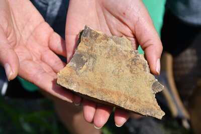 Otisky lastur z křídového moře.