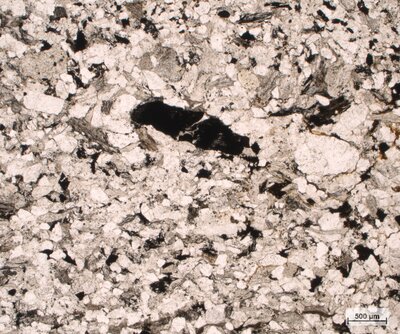 Pískovec se zuhelnatělým organickým materiálem