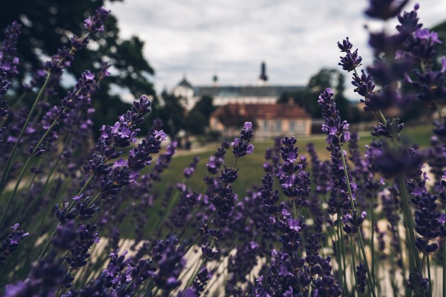 Informační bulletin