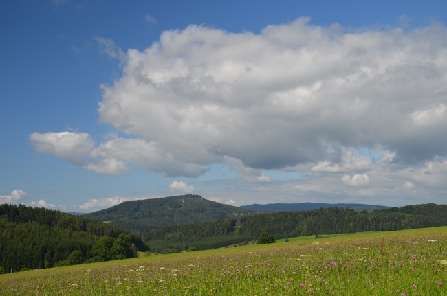 Na náhorní plošině Ostaše probíhá těžba kůrovcem napadených stromů