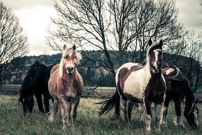 Bauernhöfe, Tierparks, Reiterhöfe
