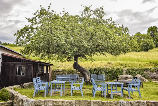 Jabloň u Lidmanů z Machova soutěží o titul Strom roku