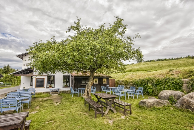 Bude jabloň u Lidmanů z Machova Stromem roku? Stovky štrúdlů mohou rozhodnout