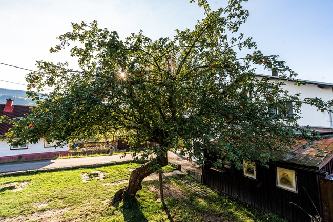 Jabloň u Lidmanů sedmá v Evropě