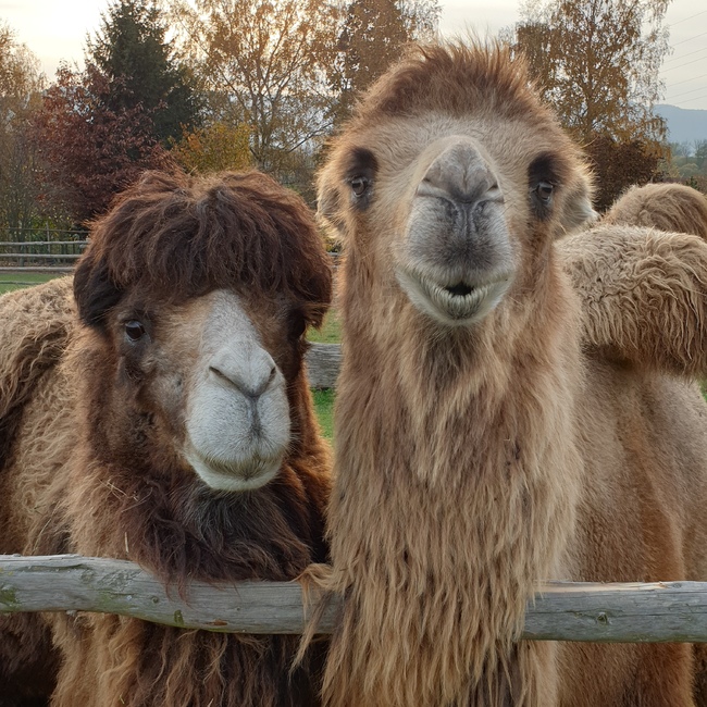 TIP 12: Farma Wenet a Jízdárna Hejtmánkovice