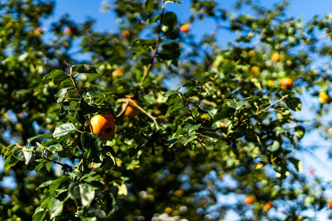 Štrúdlojízda vyvrcholila vítězstvím jabloně u Lidmanů z Machova v anketě Strom roku