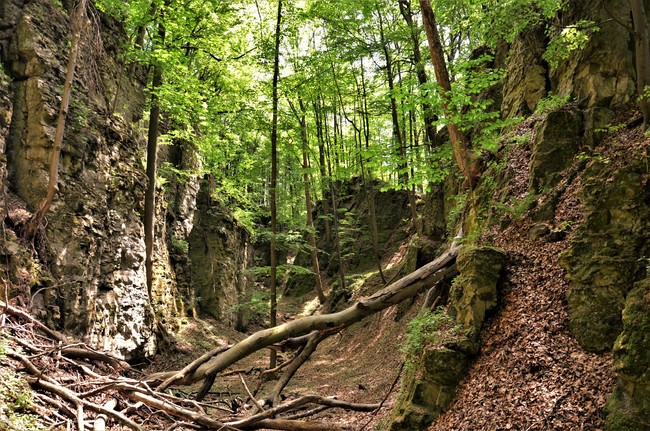 Trasa z Janowic, wewnętrzną kuestą Niecki Polickiej, pełna dalekich panoram