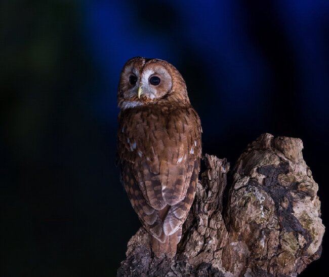 Noční exkurze: Kdo to tady houká? 