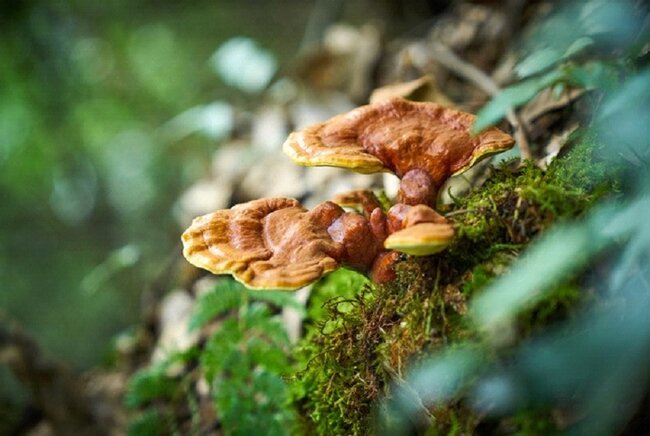 Science Café: Vitální houby - tajemství čínské medicíny