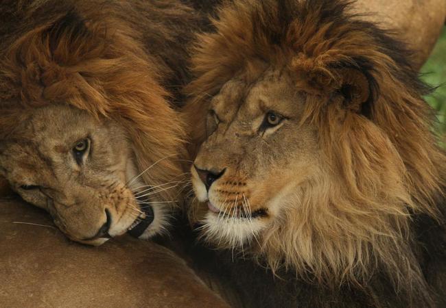Safari Park Dvůr Králové