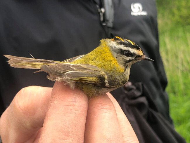 Jarní zpěvy a ptačí radovánky