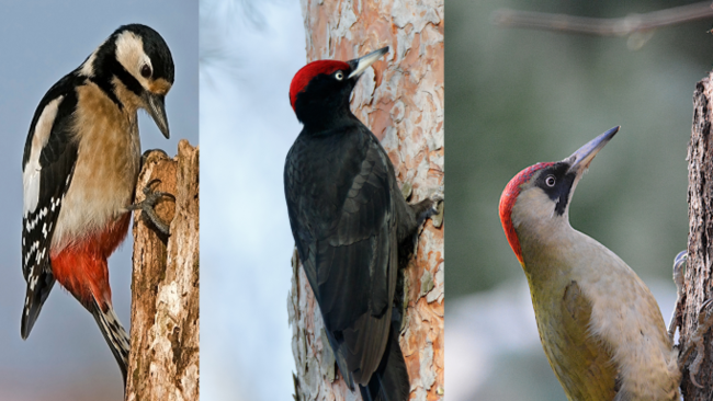 Vycházka za šplhavci (datlem, žlunou a strakapoudy)